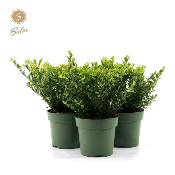 Ilex crenata Jenny 17Ø 40cm