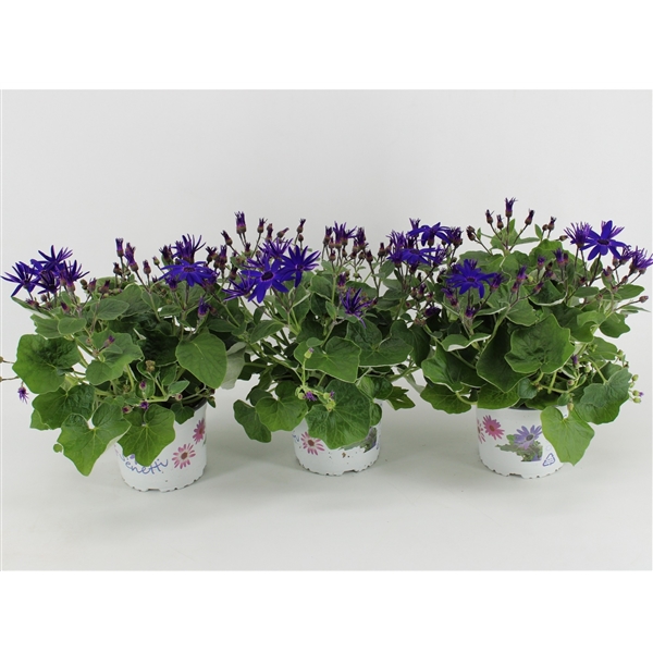 Pericallis Cruentus Senetti Deep Blue 15Ø 38cm