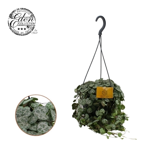 Ceropegia woodii 15Ø