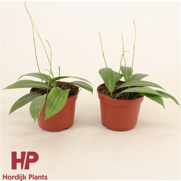 Hoya Soligamiana 12Ø