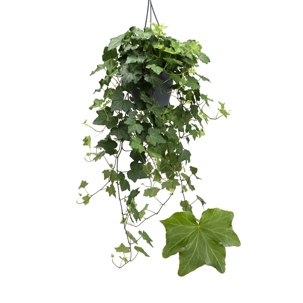 Hedera helix Brigitte 19Ø 50cm 50cm