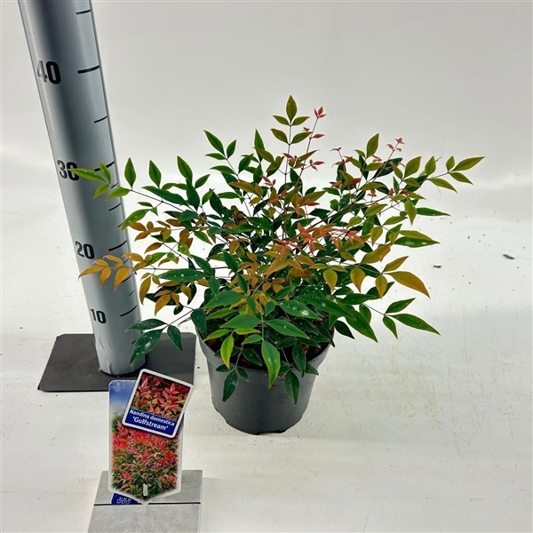 Nandina domestica Gulfstraim 17Ø 25cm