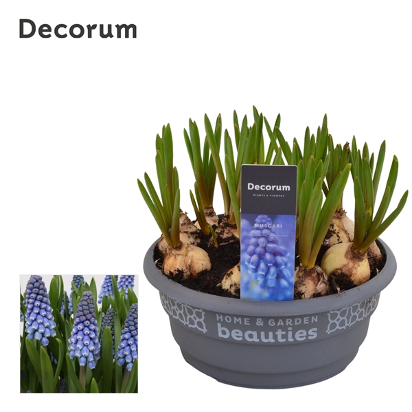Muscari Big Smile 16Ø 15cm