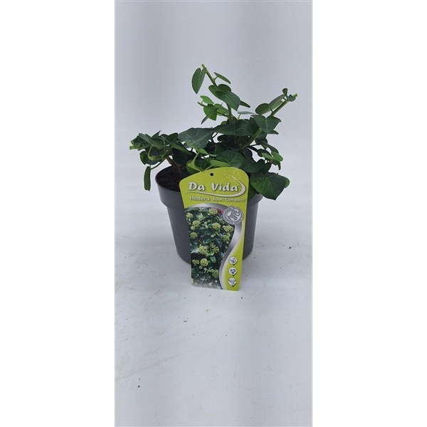 Hedera Arbori Compact 19Ø 30cm