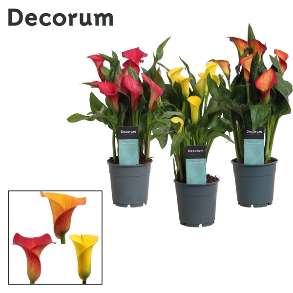Zantedeschia sunny mix 12Ø 35cm 4fl