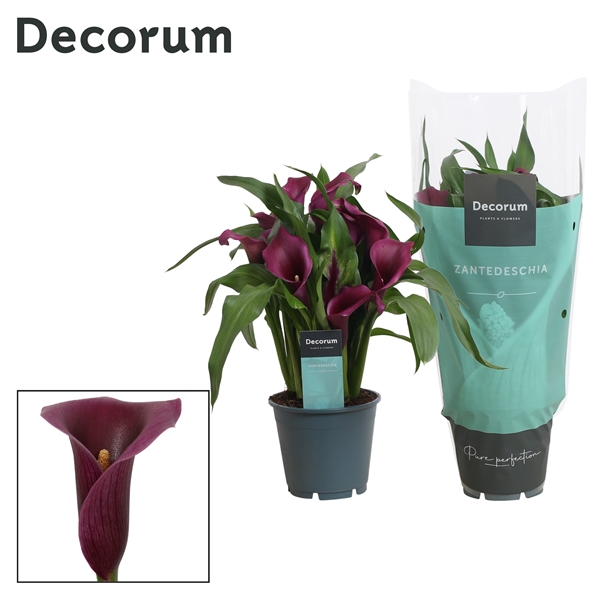 Zantedeschia Paco 14Ø 40cm 5fl