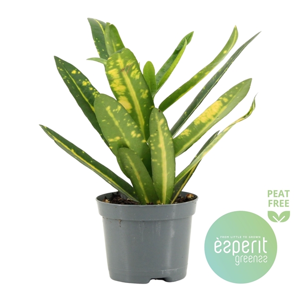Codiaeum variegatum Sunny Star 8,5Ø 20cm 1pp