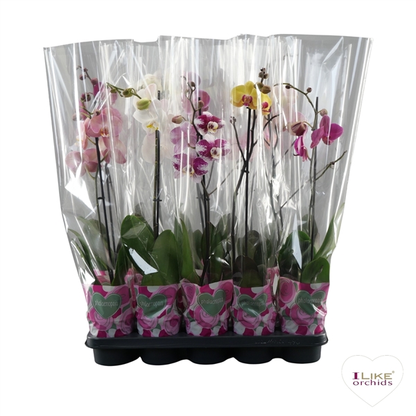 Phalaenopsis 5 Colours Mix A2 12Ø 55cm 1st 6fl