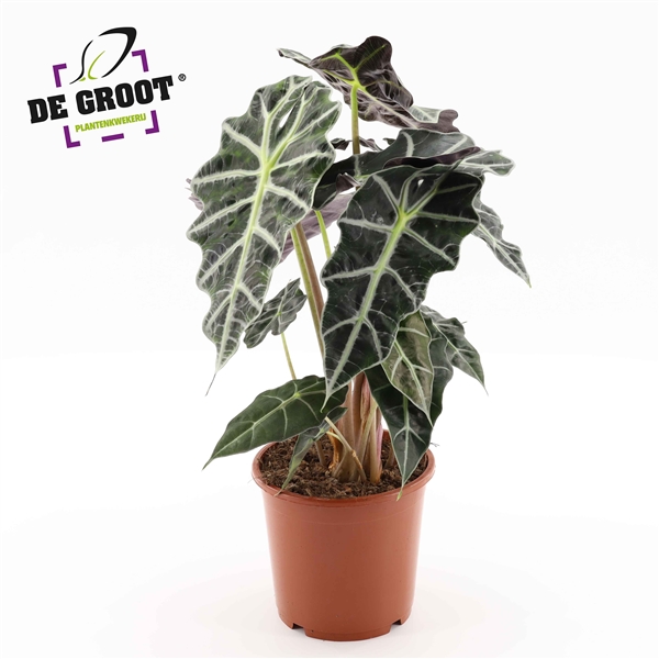 Alocasia Polly 17Ø 50cm 2pp