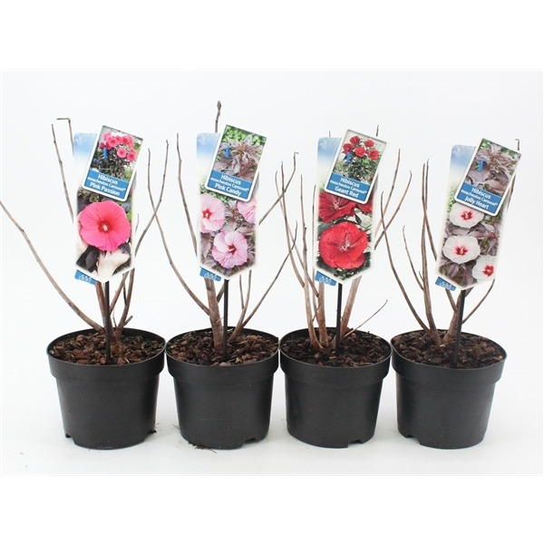 Hibiscus Carousel mix trolley 17Ø 30cm