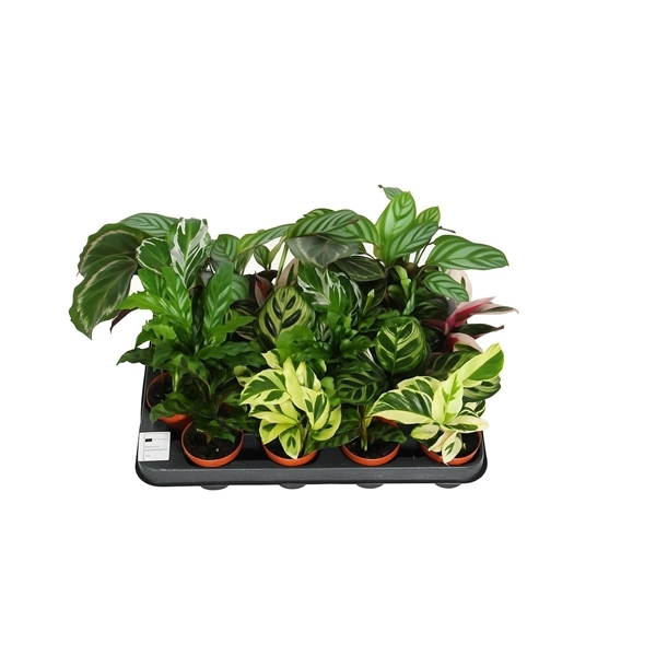 Calathea mix 7Ø 15cm