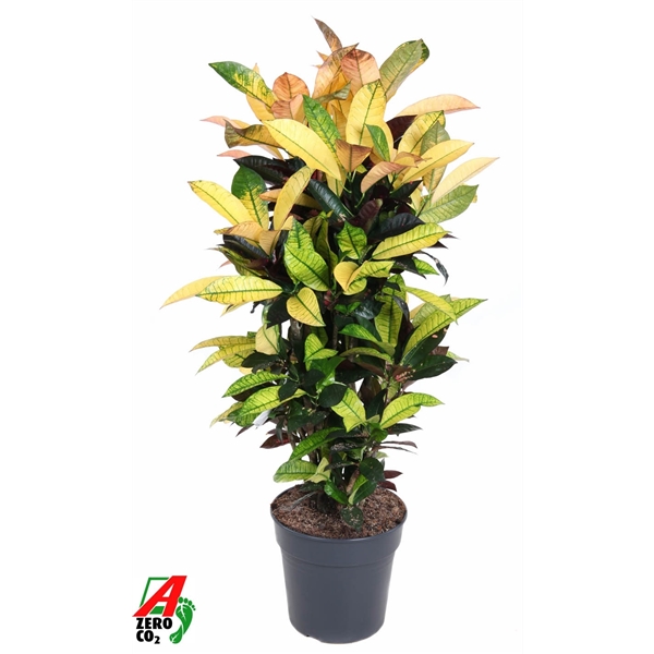 Codiaeum variegatum Mrs Iceton Branched 27Ø 100cm 1pp