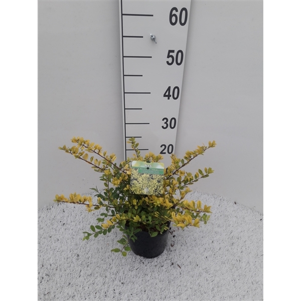 Ilex crenata Golden Gem 14Ø 25cm