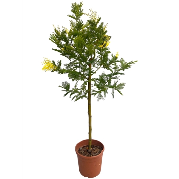 Acacia Mimosa Daelbata 19Ø 110cm