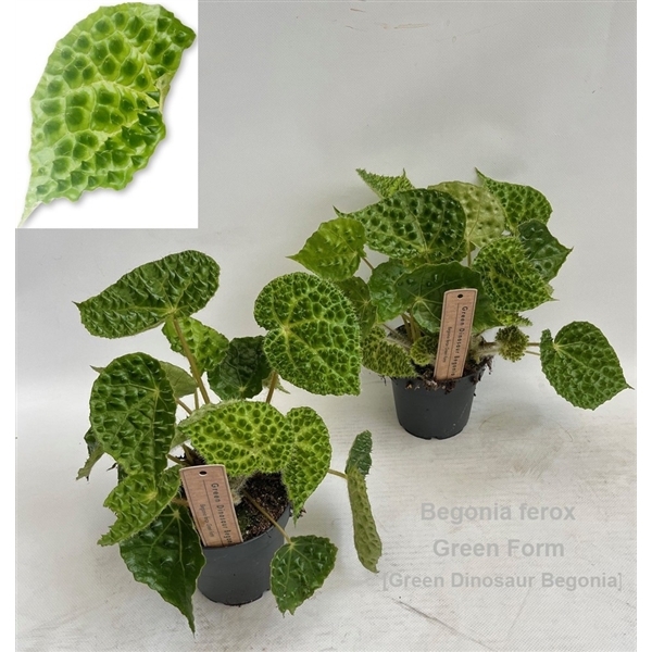 Begonia leaf Ferox Green Form 12Ø 25cm