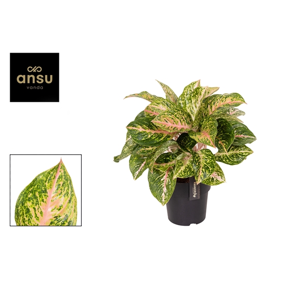 Aglaonema Forest Pink 19Ø 50cm 1pp