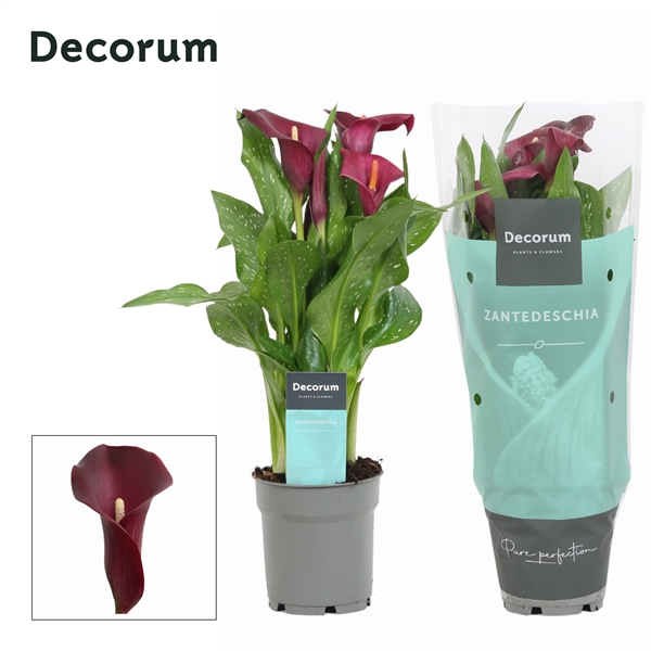 Zantedeschia Bordeaux Red 12Ø 35cm 4fl