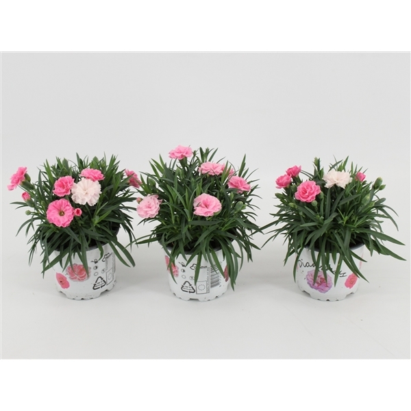 Dianthus hybr. I Love U 10,5Ø 25cm