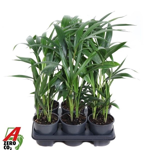 Howea forsteriana 13Ø 60cm 3pp