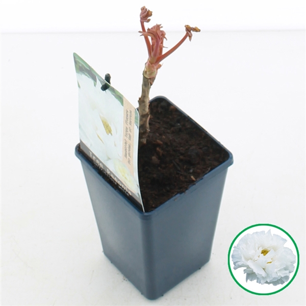 Paeonia suffruticosa white 15Ø 30cm
