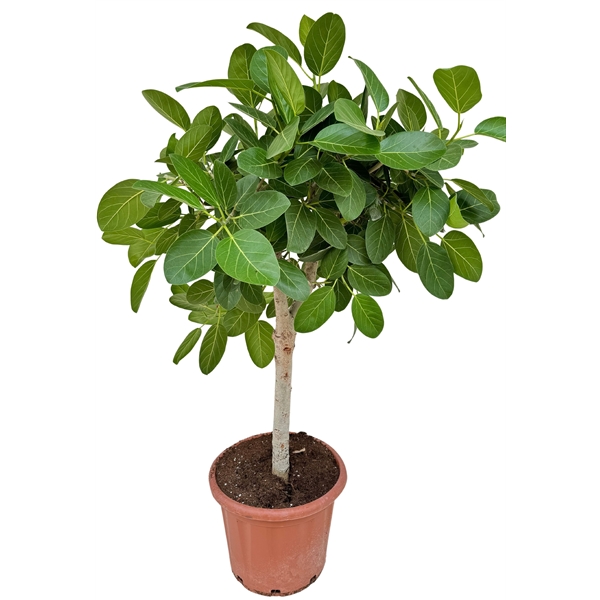 Ficus Benghalensis Audrey on stem 44Ø 140cm 3pp