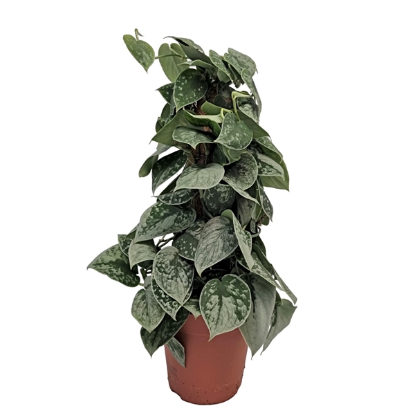 Scindapsus Pictus Silvery Ann 15Ø 50cm
