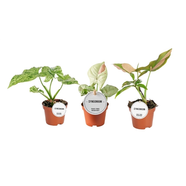 Syngonium mix 6Ø 15cm