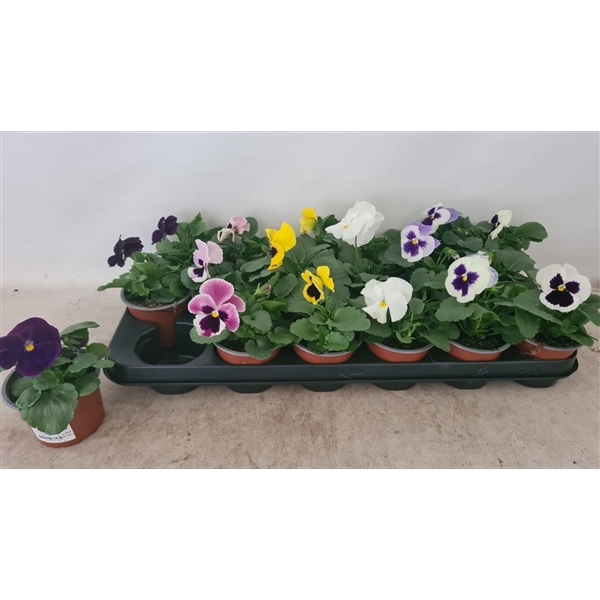 Viola F1 hybrid mix 9Ø 15cm