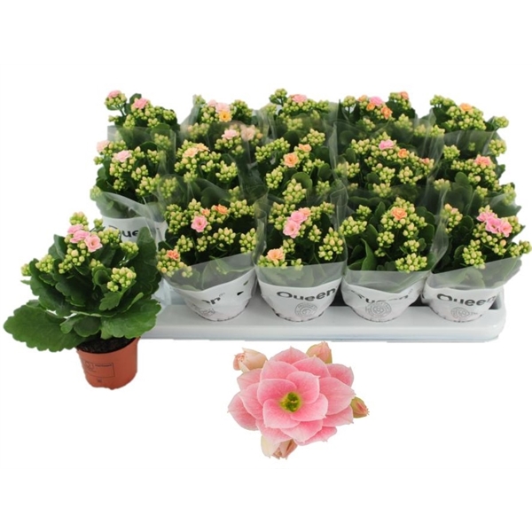 Kalanchoe Blossfeldiana Claraq2 9Ø 18cm