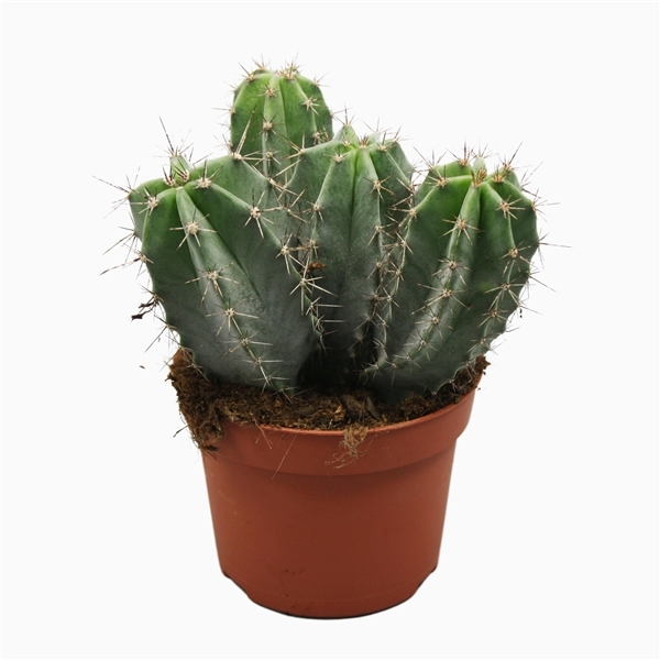 Ritterocereus Urbaneus  (Cites) 13Ø 15cm