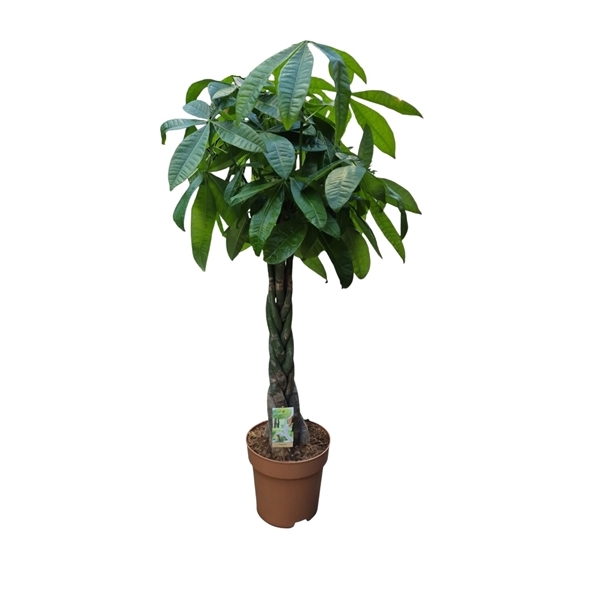 Pachira aquatica 27Ø 120cm