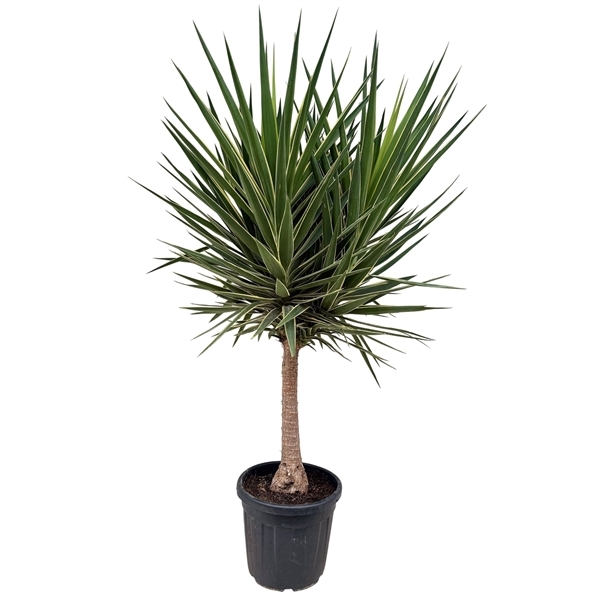 Yucca Puck Head 40Ø 185cm 1Head