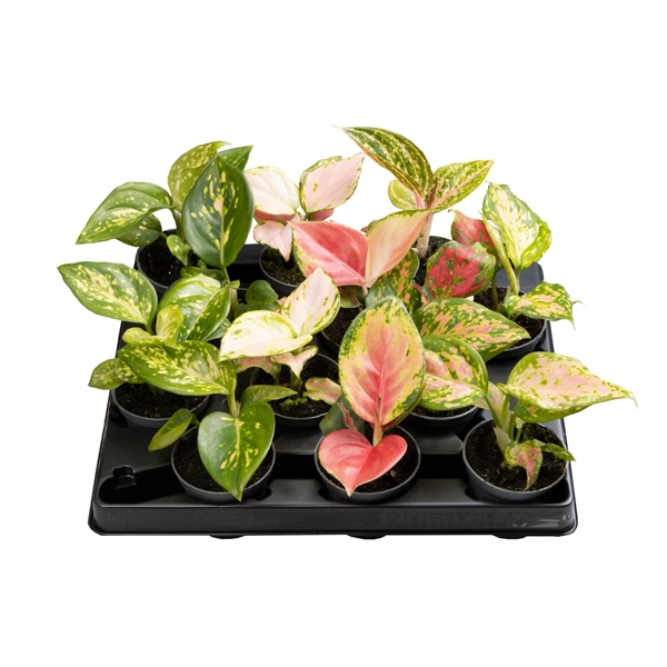 Aglaonema mix 6Ø 8cm 1pp