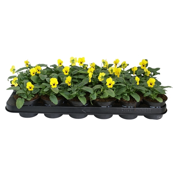 Viola cornuta yellow 9Ø 12cm