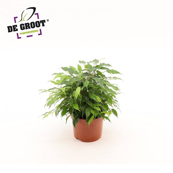 Ficus benjamina green Kinky 12Ø 27cm 3pp