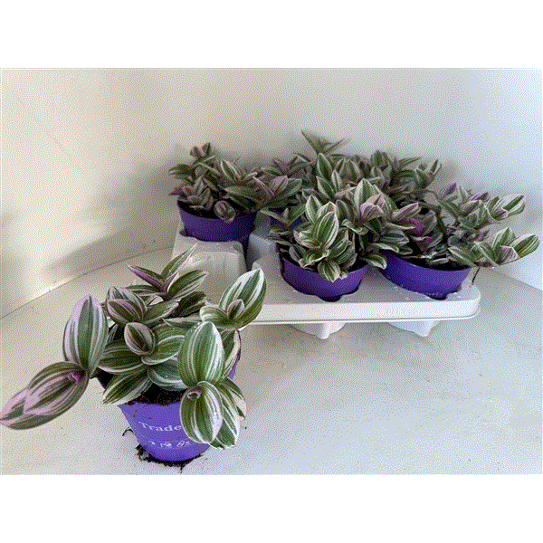 Tradescantia White 12Ø