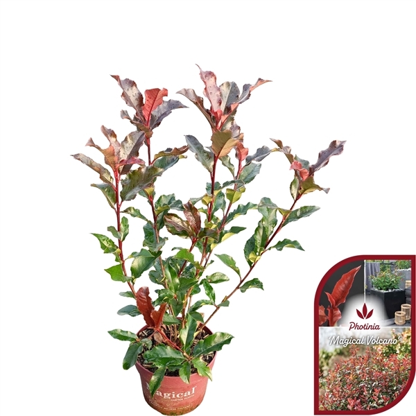 Photinia fraseri Magical Volcano 17Ø 50cm