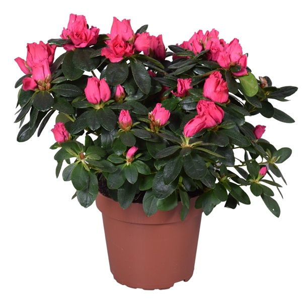 Rhododendron Simsii Nordlicht Vogel 14Ø 35cm 30Ø