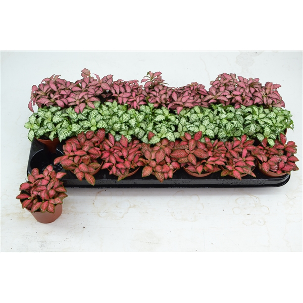 Fittonia mixed 8,5Ø 12cm