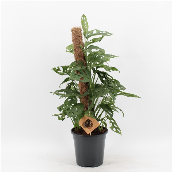 Monstera adansonii Monkey Mask 17Ø 65cm 4pp