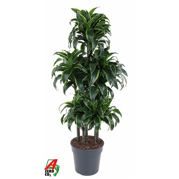 Dracaena Dorado carroucel 31Ø 130cm 6pp