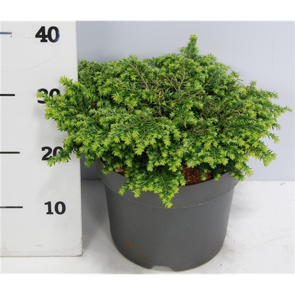 Tsuga canadensis Popelesky 26Ø 45cm
