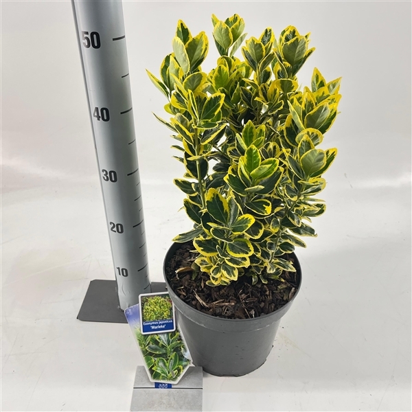 Euonymus jap. 'Marieke' 23Ø 40cm
