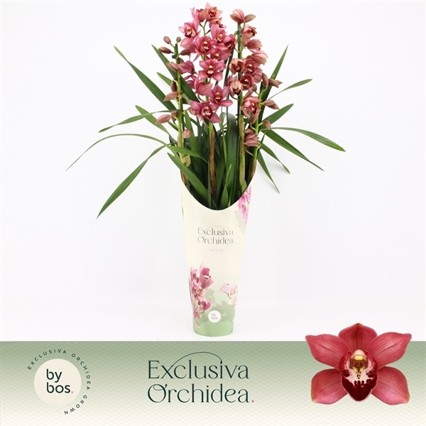 Cymbidium Jolly Red in potcover 14Ø 70cm 4st