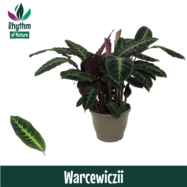 Calathea Warscewiczii 32Ø 85cm