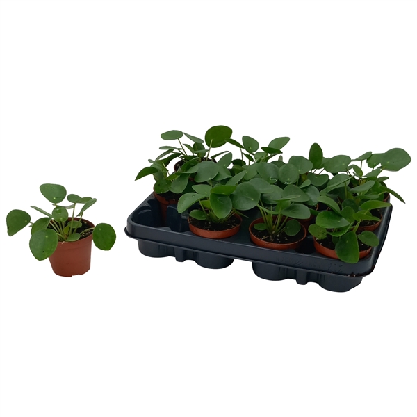 Pilea peperomoides 8,5Ø 17cm