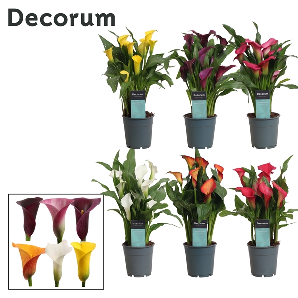 Zantedeschia mix extra 12Ø 35cm 4fl