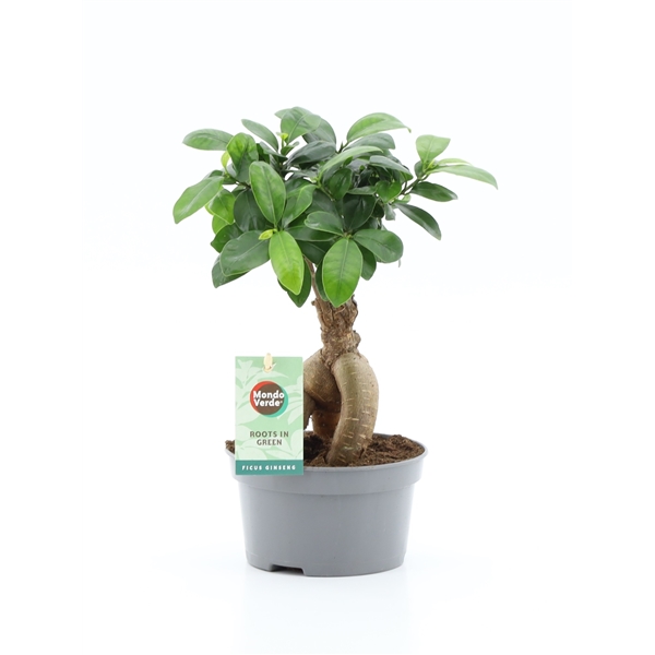 Ficus mi Ginseng 13Ø 30cm 1pp
