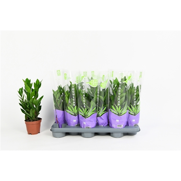 Zamioculcas zamifolia 10,5Ø 35cm 3st