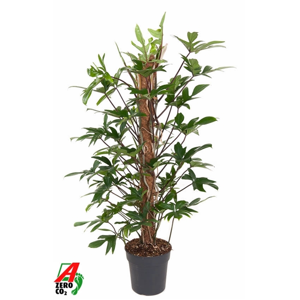 Philodendron pedatum (P. laciniatum) 24Ø 120cm